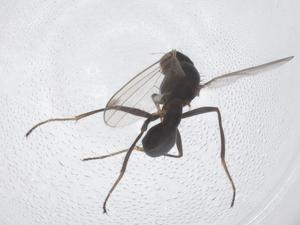  ( - CBG-B07533-F12)  @11 [ ] CreativeCommons - Attribution Share - Alike (2025) Centre for Biodiversity Genomics Centre for Biodiversity Genomics