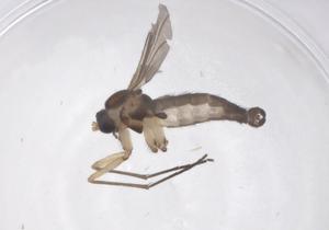  ( - CBG-B20663-A01)  @11 [ ] CreativeCommons - Attribution Share - Alike (2025) Centre for Biodiversity Genomics Centre for Biodiversity Genomics