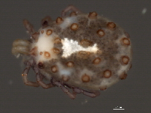  (Sperchonopsis sp0938A - CNC-IMS090038.006)  @14 [ ] CreativeCommons - Attribution (2010) CBG Photography Group Centre for Biodiversity Genomics