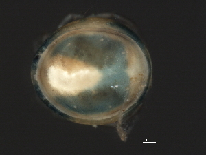  ( - CNC-IMS090047.015)  @14 [ ] CreativeCommons - Attribution (2010) CBG Photography Group Centre for Biodiversity Genomics