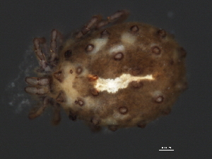  (Sperchonopsis sp0952A - CNC-IMS090052.002)  @14 [ ] CreativeCommons - Attribution (2010) CBG Photography Group Centre for Biodiversity Genomics