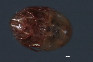  ( - CNC-IMS090036B.002)  @13 [ ] CreativeCommons - Attribution (2010) CBG Photography Group Centre for Biodiversity Genomics