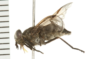  (Hybomitra hearlei - ACT-CM18-06)  @14 [ ] CreativeCommons - Attribution (2009) CBG Photography Group Centre for Biodiversity Genomics