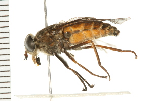  (Hybomitra affinis - ACT-CM18-09)  @14 [ ] CreativeCommons - Attribution (2009) CBG Photography Group Centre for Biodiversity Genomics