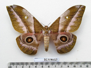  ( - BC-MN0225)  @11 [ ] CC-By (2025) Mike Newport Research collection of Mike Newport