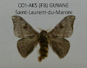  ( - CO1-AK5)  @11 [ ] By-SA Creative Common (2020) Frederic Beneluz Research collection of Frederic Beneluz