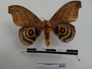  ( - BC-MNHN-LEP00584)  @11 [ ] Copyright (2019) Rodolphe Rougerie Museum national d'Histoire naturelle