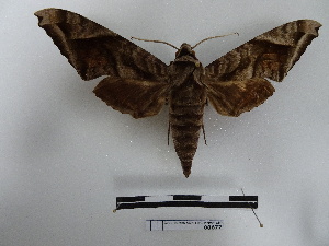  ( - BC-MNHN-LEP00677)  @11 [ ] Copyright (2019) Rodolphe Rougerie Museum national d'Histoire naturelle