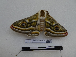 ( - BC-MNHN-LEP00683)  @11 [ ] Copyright (2019) Rodolphe Rougerie Museum national d'Histoire naturelle