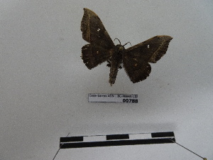  ( - BC-MNHN-LEP00788)  @11 [ ] Copyright (2019) Rodolphe Rougerie Museum national d'Histoire naturelle