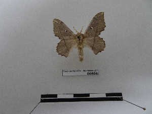  (Lacosoma lola - BC-MNHN-LEP00806)  @11 [ ] Copyright (2019) Rodolphe Rougerie Museum national d'Histoire naturelle