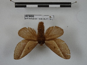  (Titya nr. noctilux - BC-MNHN-LEP00826)  @11 [ ] Copyright (2019) Rodolphe Rougerie Museum national d'Histoire naturelle