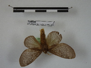  (Euglyphis intermedia - BC-MNHN-LEP00851)  @11 [ ] Copyright (2019) Rodolphe Rougerie Museum national d'Histoire naturelle