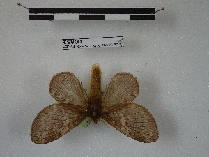  (Euglyphis sp. GD_FG090_1 - BC-MNHN-LEP00852)  @11 [ ] Copyright (2019) Rodolphe Rougerie Museum national d'Histoire naturelle