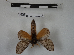  (Euglyphis nr. ornata - BC-MNHN-LEP00859)  @11 [ ] Copyright (2019) Rodolphe Rougerie Museum national d'Histoire naturelle