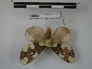  (Euglyphis nr. thyatira - BC-MNHN-LEP00861)  @11 [ ] Copyright (2019) Rodolphe Rougerie Museum national d'Histoire naturelle
