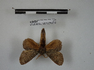  (Euglyphis mollis - BC-MNHN-LEP00863)  @11 [ ] Copyright (2019) Rodolphe Rougerie Museum national d'Histoire naturelle