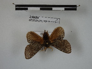  (Euglyphis albiserrata - BC-MNHN-LEP00867)  @11 [ ] Copyright (2019) Rodolphe Rougerie Museum national d'Histoire naturelle