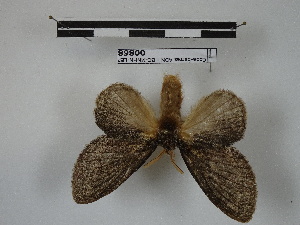  (Euglyphis fusconigra - BC-MNHN-LEP00868)  @11 [ ] Copyright (2019) Rodolphe Rougerie Museum national d'Histoire naturelle