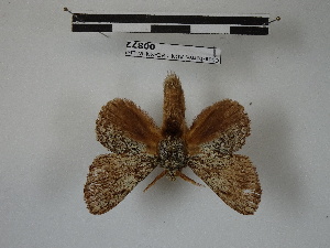  (Euglyphis supertheresa - BC-MNHN-LEP00872)  @11 [ ] Copyright (2019) Rodolphe Rougerie Museum national d'Histoire naturelle