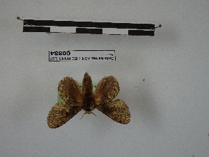  (Euglyphis godeberti - BC-MNHN-LEP00884)  @11 [ ] Copyright (2019) Rodolphe Rougerie Museum national d'Histoire naturelle