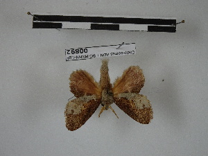  (Euglyphis namora - BC-MNHN-LEP00892)  @11 [ ] Copyright (2019) Rodolphe Rougerie Museum national d'Histoire naturelle