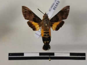  ( - BC-MNHN-Lep01152)  @11 [ ] Creative common (2021) Rodolphe Rougerie Museum national d'Histoire naturelle