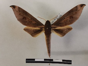  ( - BC-MNHN-Lep01151)  @11 [ ] Creative common (2021) Rodolphe Rougerie Museum national d'Histoire naturelle