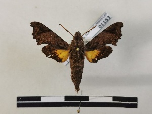  (Temnora leptis leptis - BC-MNHN-Lep01153)  @11 [ ] Creative common (2021) Rodolphe Rougerie Museum national d'Histoire naturelle