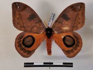  ( - BC-MNHN-Lep01080)  @11 [ ] Creative common (2021) Rodolphe Rougerie Museum national d'Histoire naturelle