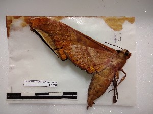  ( - BC-MNHN-LEP01179)  @11 [ ] creative common (2021) Rodolphe Rougerie Museum national d´Histoire naturelle, Paris