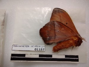  ( - BC-MNHN-LEP01197)  @11 [ ] creative common (2021) Rodolphe Rougerie Museum national d´Histoire naturelle, Paris