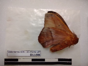  ( - BC-MNHN-LEP01198)  @11 [ ] creative common (2021) Rodolphe Rougerie Museum national d´Histoire naturelle, Paris