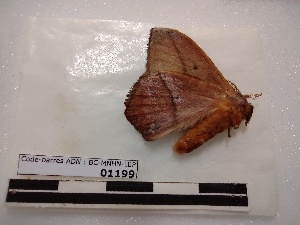  ( - BC-MNHN-LEP01199)  @11 [ ] creative common (2021) Rodolphe Rougerie Museum national d´Histoire naturelle, Paris