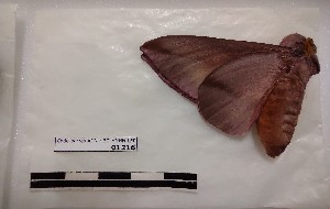  ( - BC-MNHN-LEP01216)  @11 [ ] creative common (2021) Rodolphe Rougerie Museum national d´Histoire naturelle, Paris