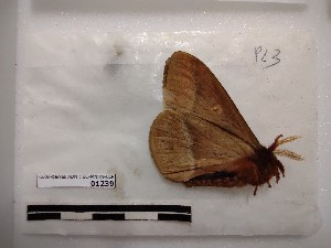  ( - BC-MNHN-LEP01239)  @11 [ ] creative common (2021) Rodolphe Rougerie Museum national d´Histoire naturelle, Paris