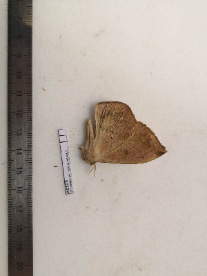  ( - BC-MNHN-LEP02259)  @11 [ ] CC-By (2017) Rodolphe Rougerie MNHN