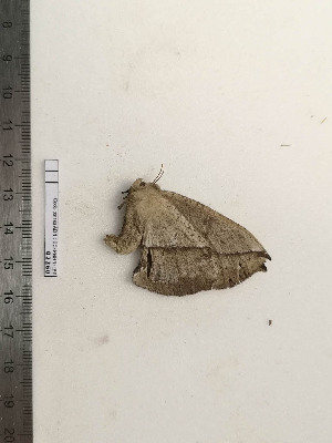  ( - BC-MNHN-LEP02260)  @11 [ ] CC-By (2017) Rodolphe Rougerie MNHN