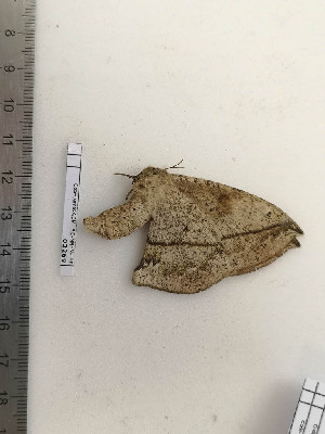  ( - BC-MNHN-LEP02269)  @11 [ ] CC-By (2017) Rodolphe Rougerie MNHN