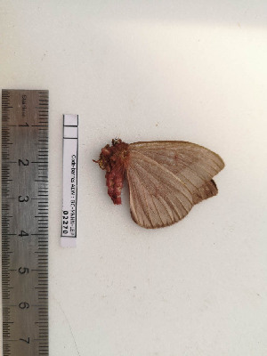  ( - BC-MNHN-LEP02270)  @11 [ ] CC-By (2017) Rodolphe Rougerie MNHN