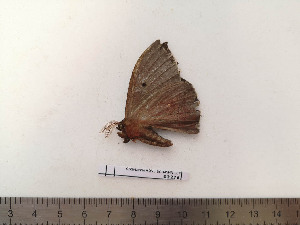  ( - BC-MNHN-LEP02276)  @11 [ ] CC-By (2017) Rodolphe Rougerie MNHN