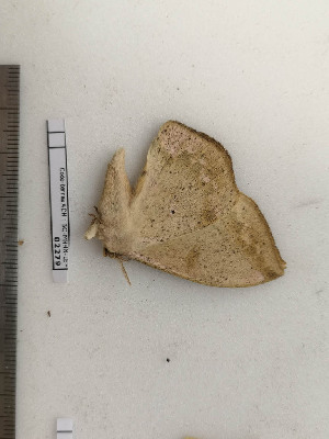  ( - BC-MNHN-LEP02279)  @11 [ ] CC-By (2017) Rodolphe Rougerie MNHN