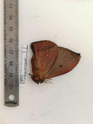  ( - BC-MNHN-LEP02281)  @11 [ ] CC-By (2017) Rodolphe Rougerie MNHN