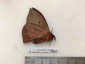  ( - BC-MNHN-LEP02285)  @11 [ ] CC-By (2017) Rodolphe Rougerie MNHN