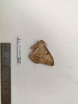  ( - BC-MNHN-LEP02292)  @11 [ ] CC-By (2017) Rodolphe Rougerie MNHN