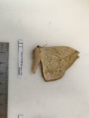  ( - BC-MNHN-LEP02295)  @11 [ ] CC-By (2017) Rodolphe Rougerie MNHN