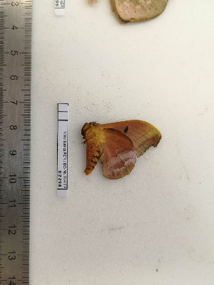  ( - BC-MNHN-LEP02296)  @11 [ ] CC-By (2017) Rodolphe Rougerie MNHN