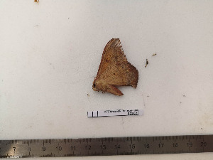  ( - BC-MNHN-LEP02302)  @11 [ ] CC-By (2017) Rodolphe Rougerie MNHN