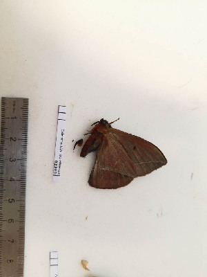  ( - BC-MNHN-LEP02303)  @11 [ ] CC-By (2017) Rodolphe Rougerie MNHN