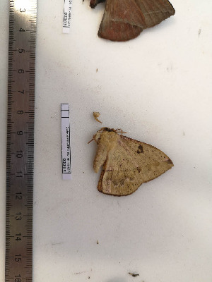  ( - BC-MNHN-LEP02304)  @11 [ ] CC-By (2017) Rodolphe Rougerie MNHN